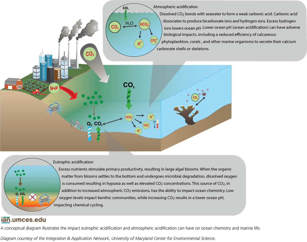 Part 3 Infographic- ian-diagram-acidification-ncscm